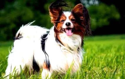 papillon