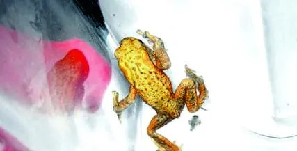 copii