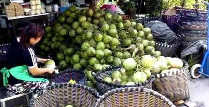 มะพร