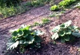 lzucchini