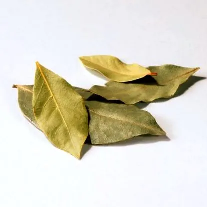 „Laurus nobilis“