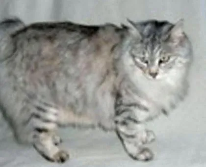 tipp bobtail