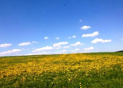 супер-храна наместо