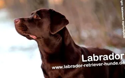 labrador