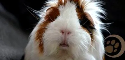umplute animale