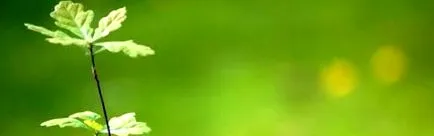 engel
