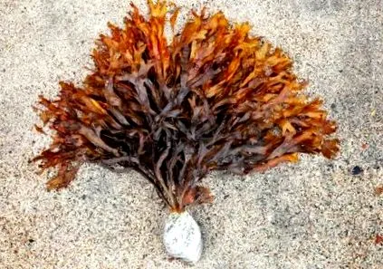 tengeri