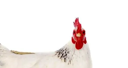 állat-egészségügyi