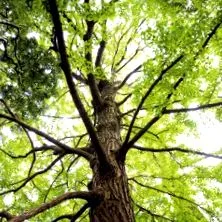 терапевтски naturheilpraxis