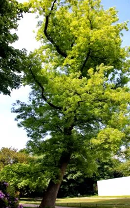 carya