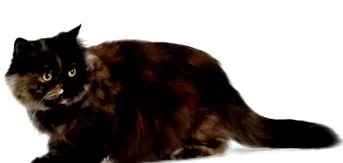 persane