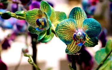 propagarea