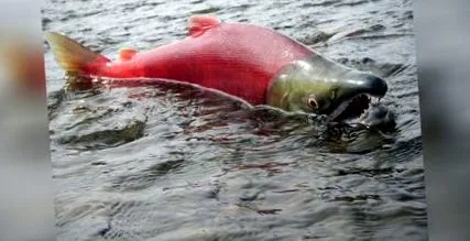 oncorhynchus