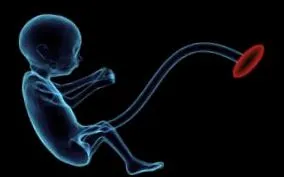 placenta