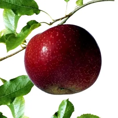 pere