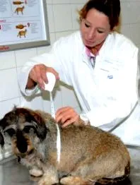 canin