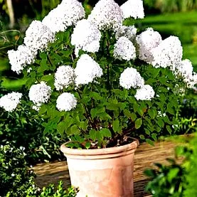 hydrangea