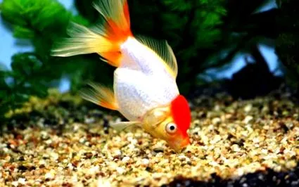 veiltail