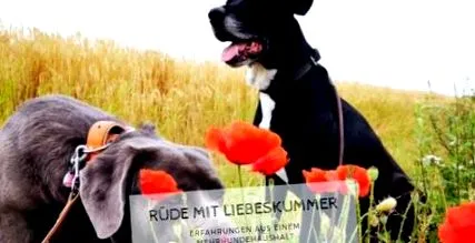 rühe