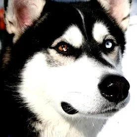 siberian