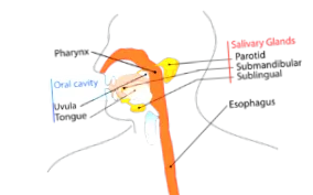 működés