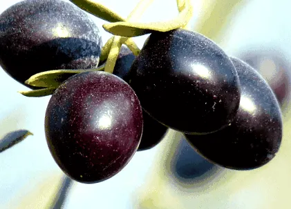 măsline negre