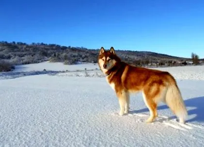 food husky