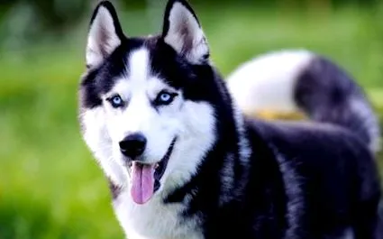 huskies siberian