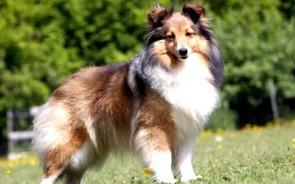sheltie