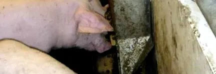 свиња хранеше