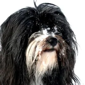 terrier