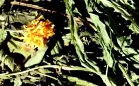 сами