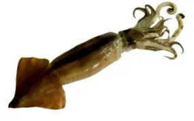 морињата