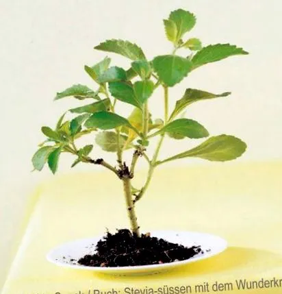 stevia