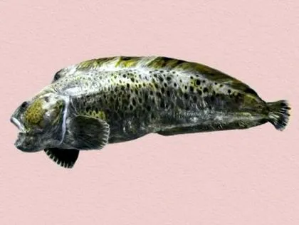 tudta-e