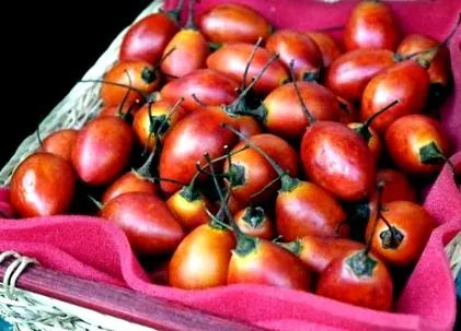 egészséges tamarillo