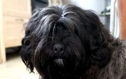 acasă tibetan