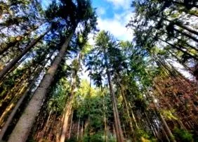 forestier inspectorul