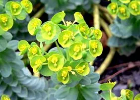 Euphorbia myrsinites subsp