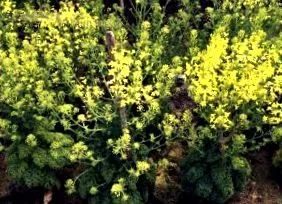 kale