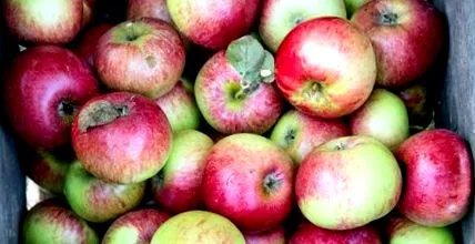 vitamine