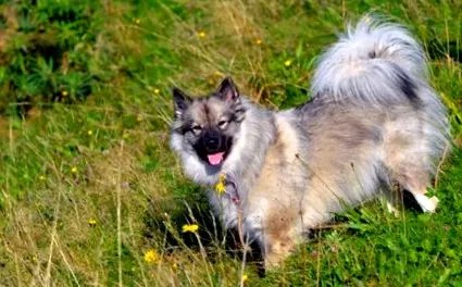 keeshond wolfspitz