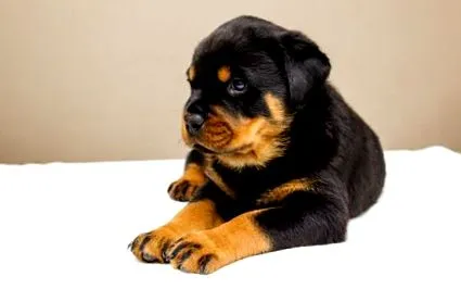 rottweiler mennyit