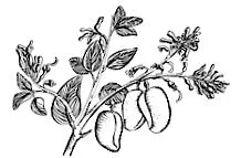 5-htp simplicifolia