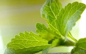 hogy stevia
