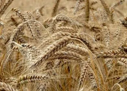 celiacă
