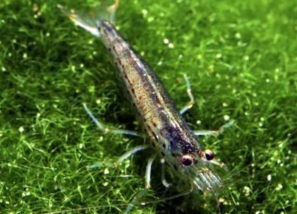 jelentés caridina