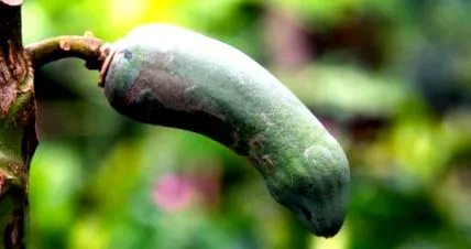 penis