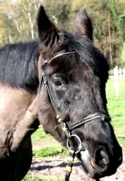 életerősebb