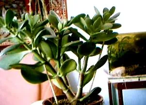 baobab-fa